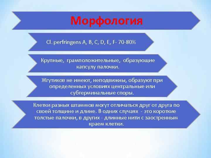 Морфология Cl. рerfringens A, B, C, D, E, F- 70 -80% Крупные, грамположительные, образующие