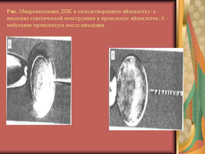 Рис. Микроинъекция ДНК в оплодотворенную яйцеклетку: а введение генетической конструкции в пронуклеус яйцеклетки; 6