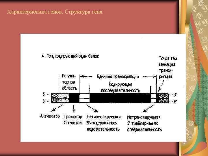 Характеристика генов. Структура гена 