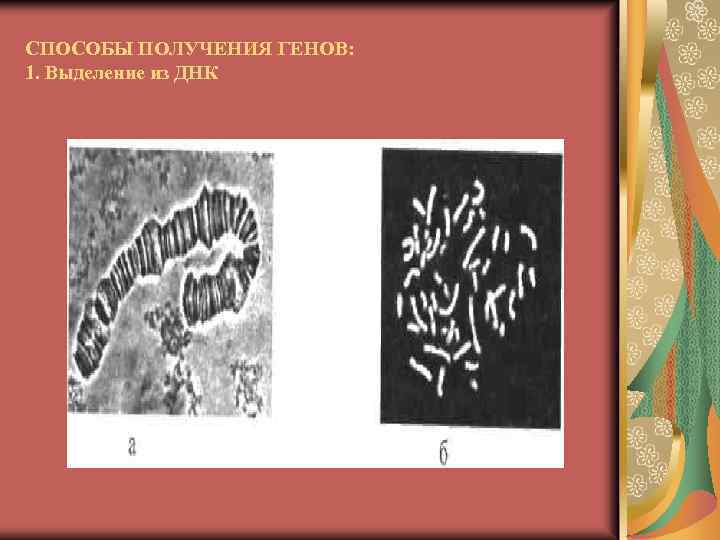 СПОСОБЫ ПОЛУЧЕНИЯ ГЕНОВ: 1. Выделение из ДНК 