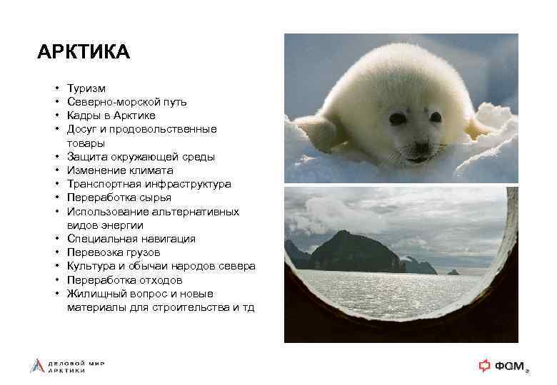 АРКТИКА • • • • Туризм Северно-морской путь Кадры в Арктике Досуг и продовольственные