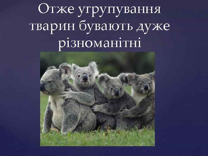 Отже угрупування тварин бувають дуже різноманітні 