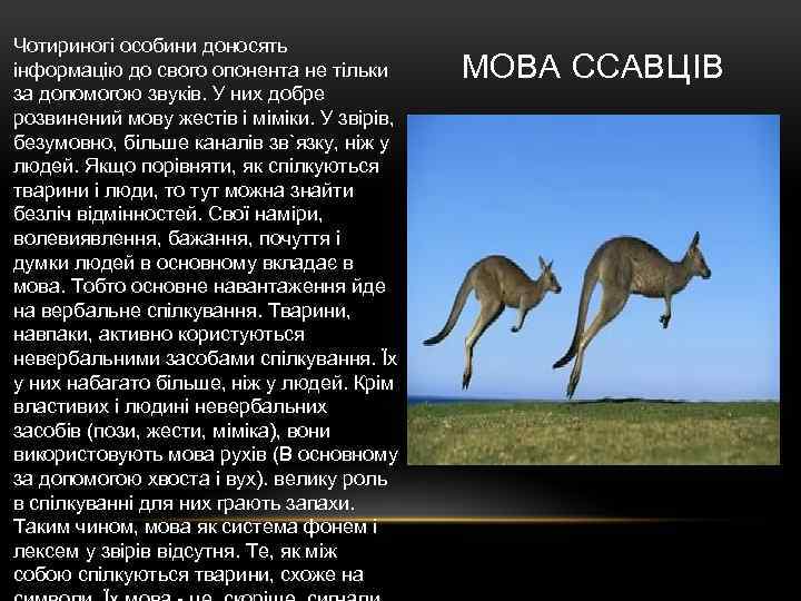 Чотириногі особини доносять інформацію до свого опонента не тільки за допомогою звуків. У них