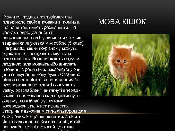 Кожен господар, спостерігаючи за поведінкою своїх вихованців, помічав, що вони теж вміють розмовляти. На