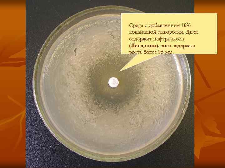 Среда с добавлением 10% лошадиной сыворотки. Диск содержит цефтриаксон (Лендацин), зона задержки роста более