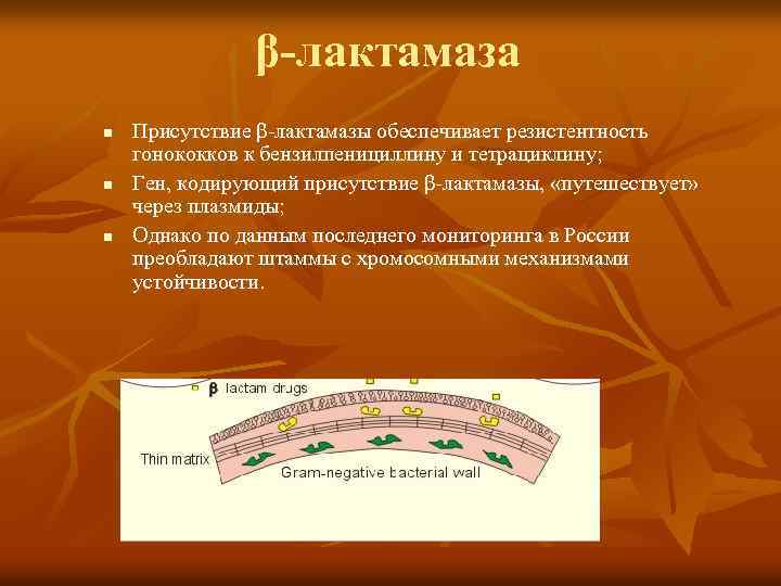 β-лактамаза n n n Присутствие β-лактамазы обеспечивает резистентность гонококков к бензилпенициллину и тетрациклину; Ген,
