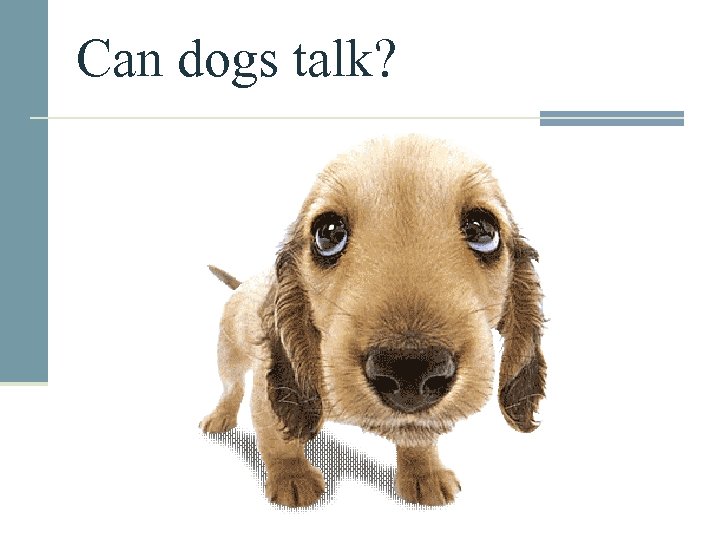 Can dogs talk? 