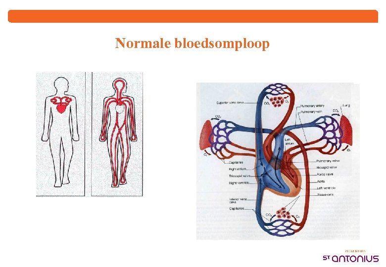 Normale bloedsomploop 