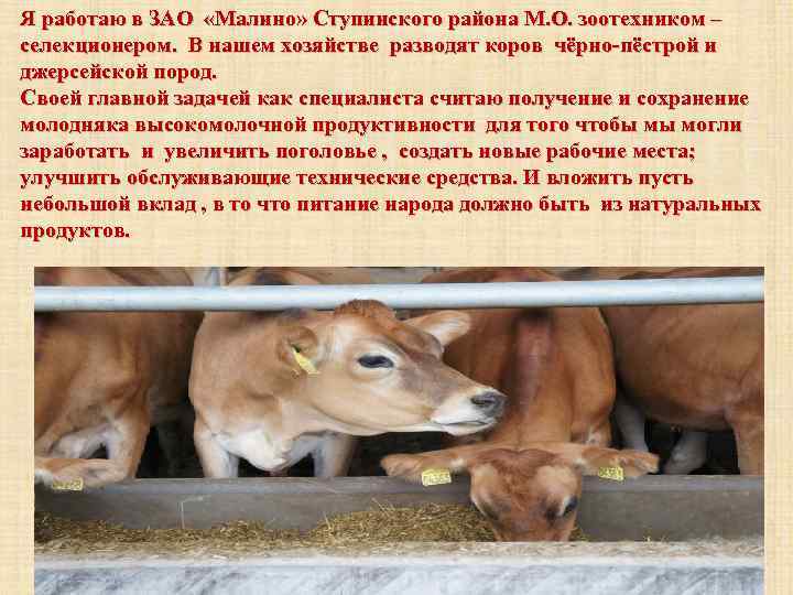 Я работаю в ЗАО «Малино» Ступинского района М. О. зоотехником – селекционером. В нашем