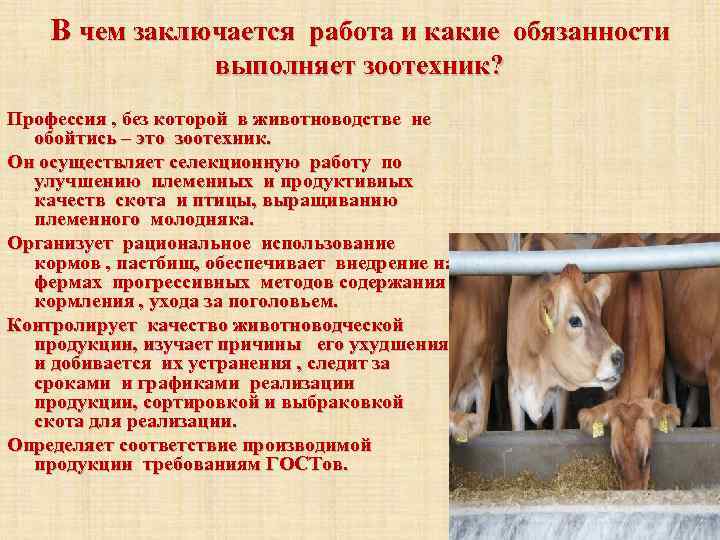 В чем заключается работа и какие обязанности выполняет зоотехник? Профессия , без которой в