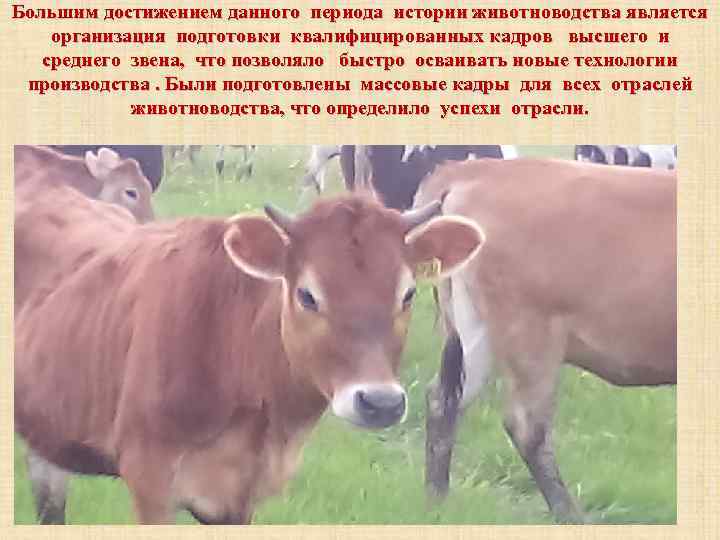 Большим достижением данного периода истории животноводства является организация подготовки квалифицированных кадров высшего и среднего