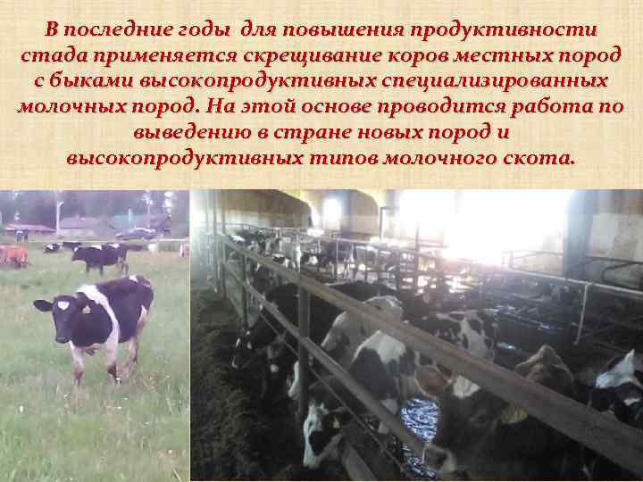 В последние годы для повышения продуктивности стада применяется скрещивание коров местных пород с быками