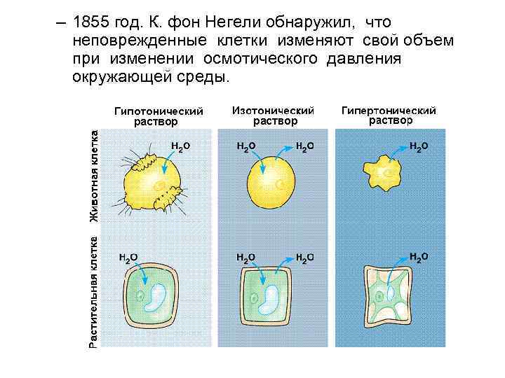 – 1855 год. К. фон Негели обнаружил, что неповрежденные клетки изменяют свой объем при