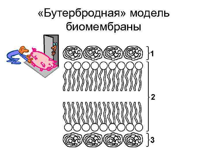  «Бутербродная» модель биомембраны 