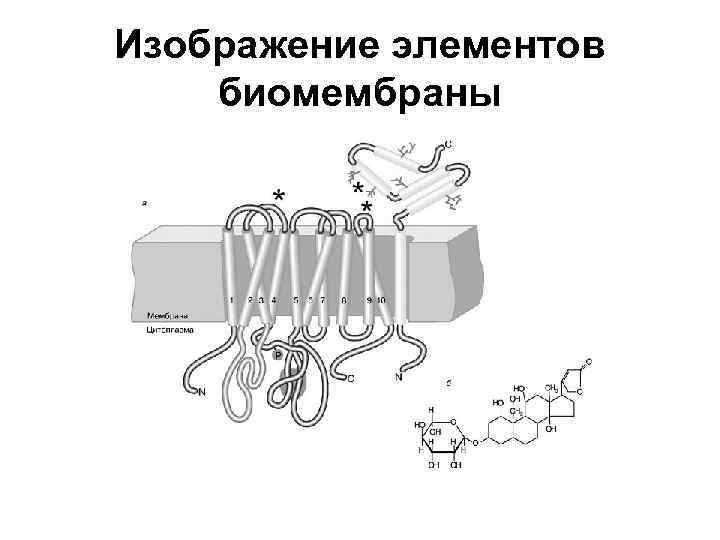 Изображение элементов биомембраны 