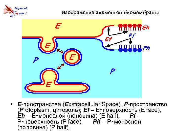 Изображение элементов биомембраны • E-пространства (Exstracellular Space), P-пространство (Protoplasm, цитозоль); Ef – Е‑поверхность (E