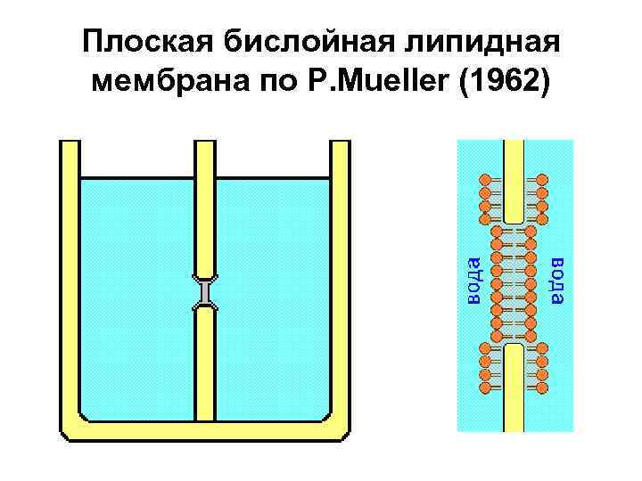 Плоская бислойная липидная мембрана по P. Mueller (1962) 