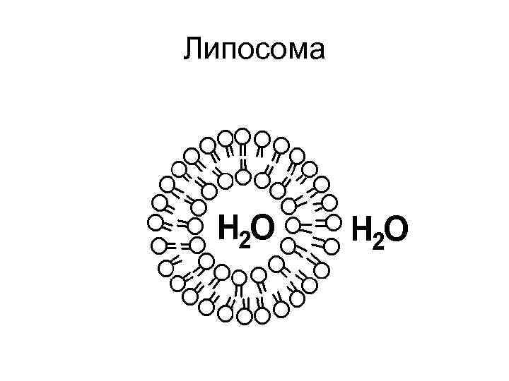 Липосома 