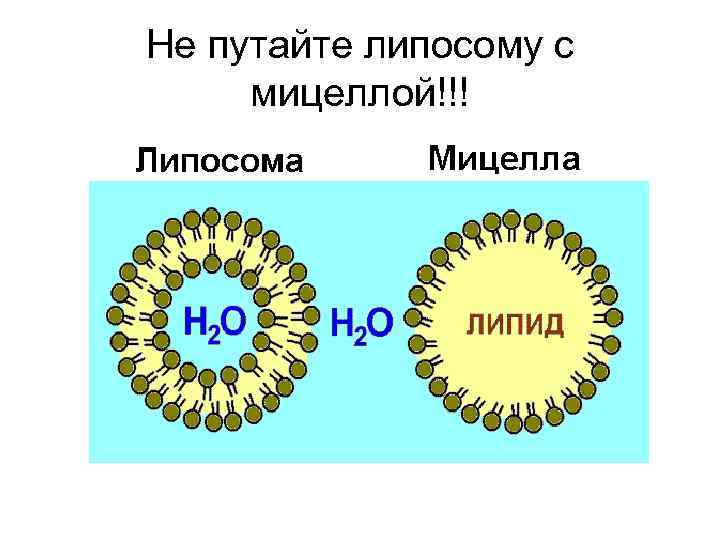 Не путайте липосому с мицеллой!!! 