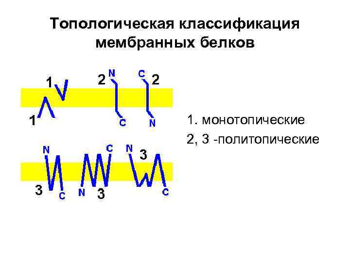 Топологическая классификация мембранных белков 1. монотопические 2, 3 -политопические 