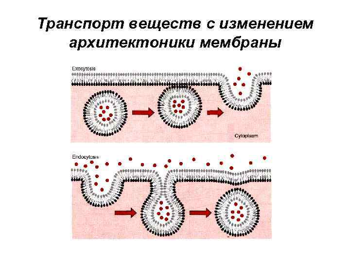 Транспорт веществ с изменением архитектоники мембраны 