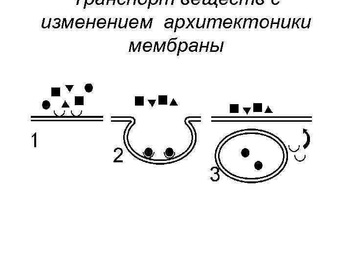 Транспорт веществ с изменением архитектоники мембраны 