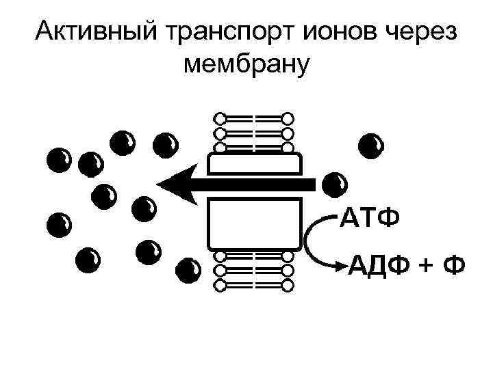 Активный транспорт ионов через мембрану 