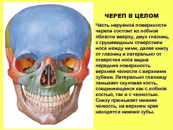 ЧЕРЕП В ЦЕЛОМ Часть наружной поверхности черепа состоит из лобной области вверху, двух глазниц,