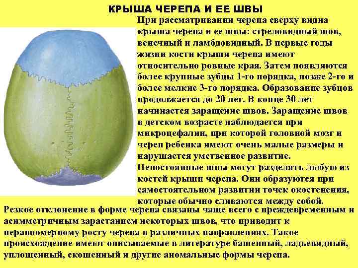 КРЫША ЧЕРЕПА И ЕЕ ШВЫ При рассматривании черепа сверху видна крыша черепа и ее