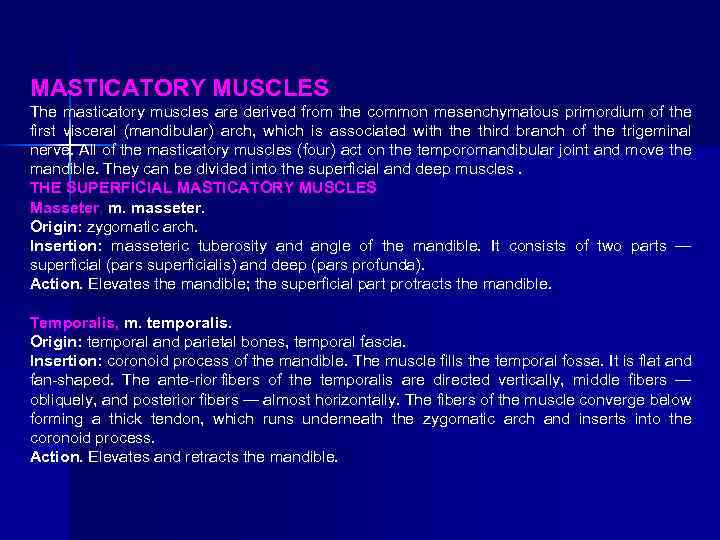 MASTICATORY MUSCLES The masticatory muscles are derived from the common mesenchymatous primordium of the