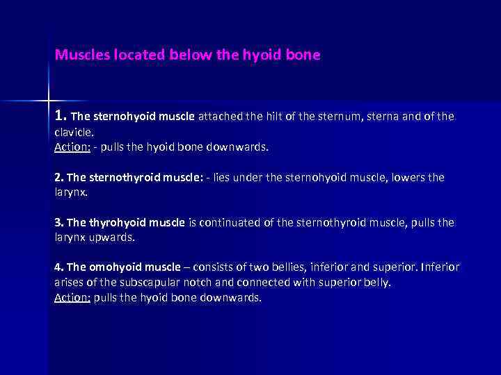 Muscles located below the hyoid bone 1. The sternohyoid muscle attached the hilt of