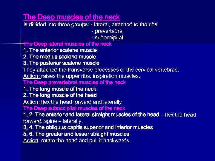 The Deep muscles of the neck Is divided into three groups: - lateral, attached