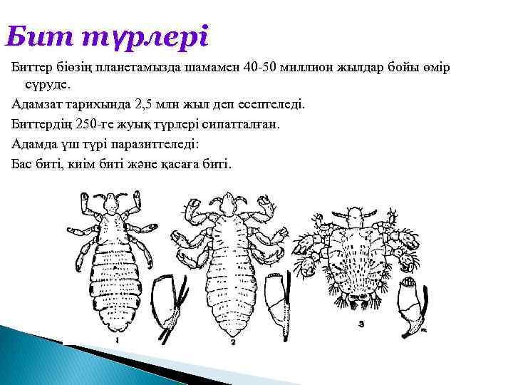 Бит түрлері Биттер біөзің планетамызда шамамен 40 -50 миллион жылдар бойы өмір сүруде. Адамзат