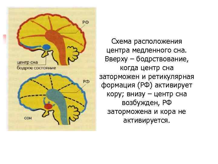 Презентация по биологии 8 класс пасечник сон и бодрствование