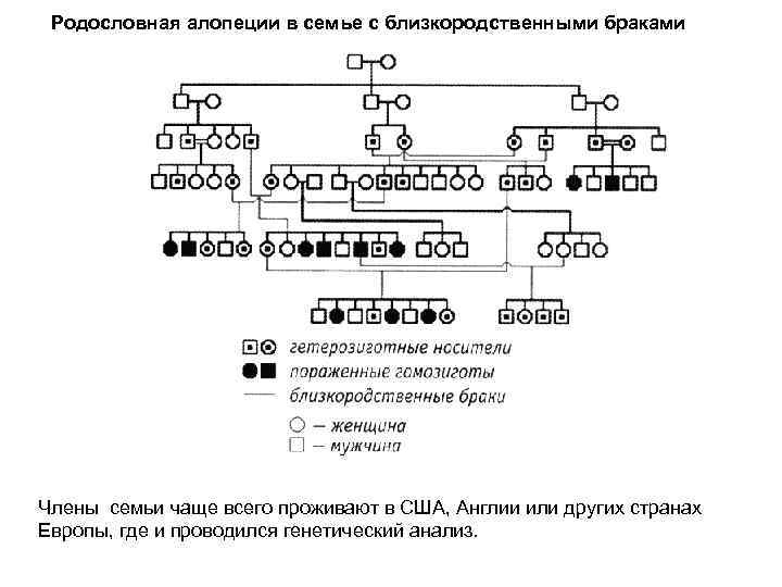 Родословная алопеции в семье с близкородственными браками Члены семьи чаще всего проживают в США,