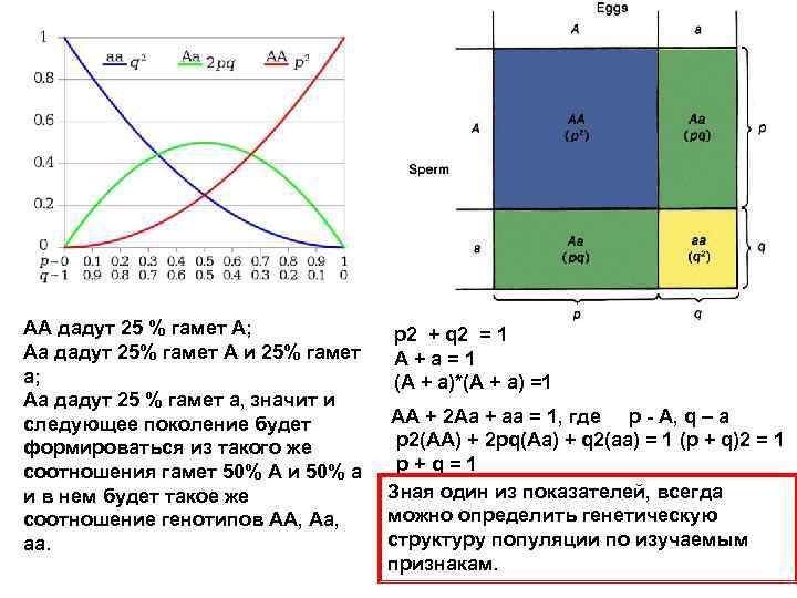 АА дадут 25 % гамет А; Аа дадут 25% гамет А и 25% гамет