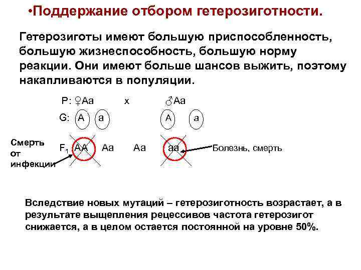  • Поддержание отбором гетерозиготности. Гетерозиготы имеют большую приспособленность, большую жизнеспособность, большую норму реакции.