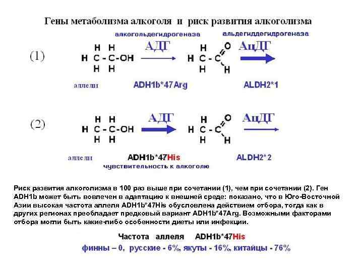 Риск развития алкоголизма в 100 раз выше при сочетании (1), чем при сочетании (2).