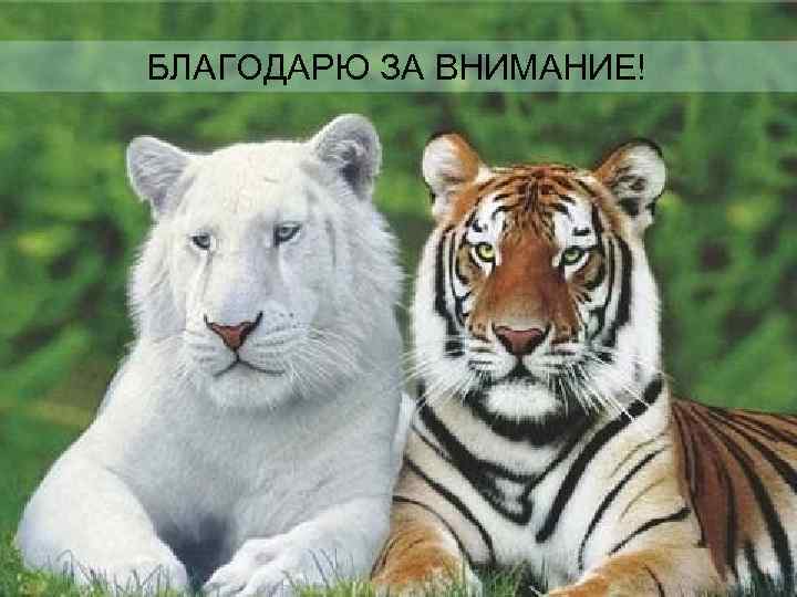 БЛАГОДАРЮ ЗА ВНИМАНИЕ! 