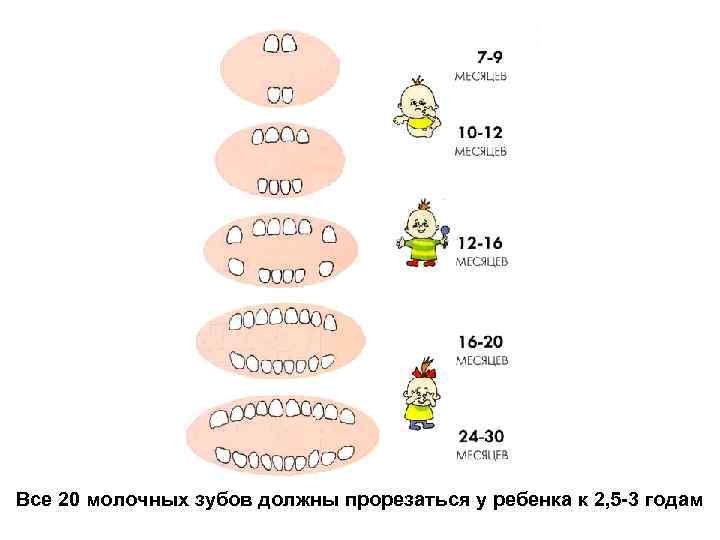 Все 20 молочных зубов должны прорезаться у ребенка к 2, 5 -3 годам 