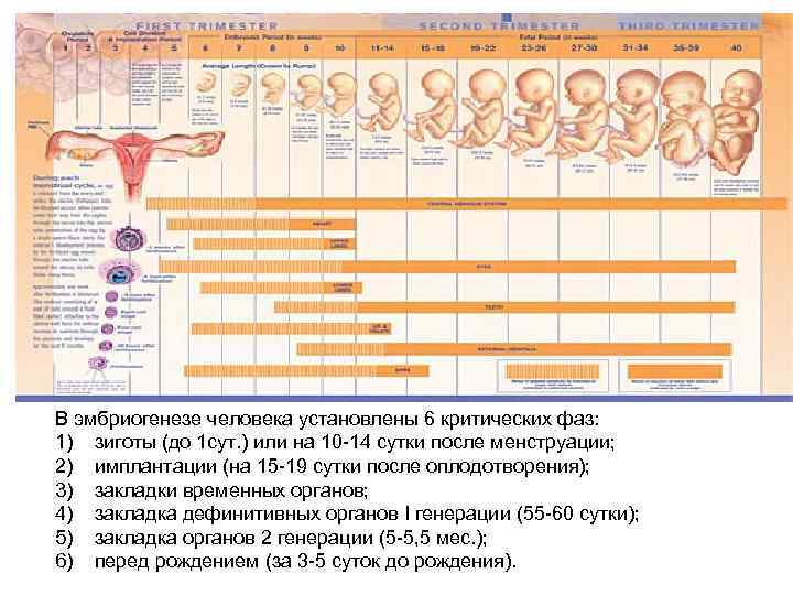 В эмбриогенезе человека установлены 6 критических фаз: 1) зиготы (до 1 сут. ) или
