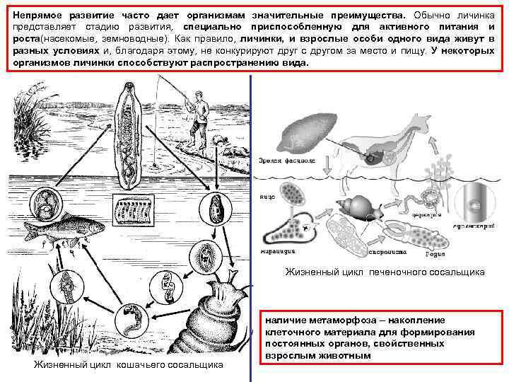 Жизненный цикл сосальщика рисунок