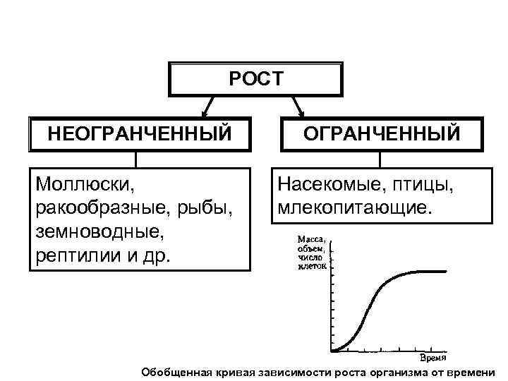 РОСТ НЕОГРАНЧЕННЫЙ Моллюски, ракообразные, рыбы, земноводные, рептилии и др. ОГРАНЧЕННЫЙ Насекомые, птицы, млекопитающие. Обобщенная