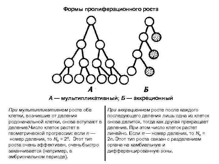 Формы пролиферационного роста А — мультипликативный; Б — аккреционный При мультипликативном росте обе клетки,