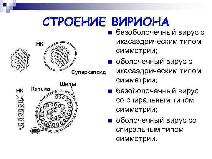 СТРОЕНИЕ ВИРИОНА n НК n Суперкапсид НК Капсид Шипы n n безоболочечный вирус с