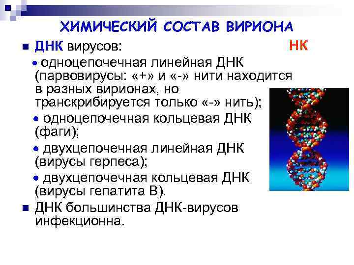 ХИМИЧЕСКИЙ СОСТАВ ВИРИОНА НК n ДНК вирусов: одноцепочечная линейная ДНК (парвовирусы: «+» и «-»