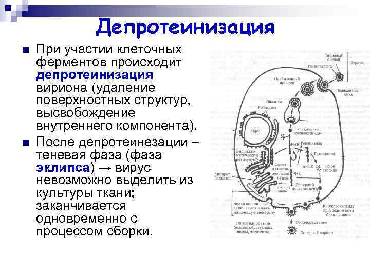 Депротеинизация n n При участии клеточных ферментов происходит депротеинизация вириона (удаление поверхностных структур, высвобождение