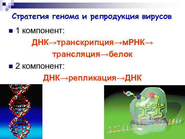 Стратегия генома и репродукция вирусов 1 компонент: ДНК→транскрипция→м. РНК→ трансляция→белок n 2 компонент: ДНК→репликация→ДНК