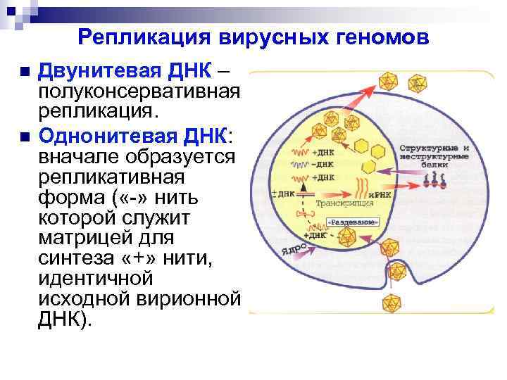 Репликация вирусных геномов n n Двунитевая ДНК – полуконсервативная репликация. Однонитевая ДНК: вначале образуется