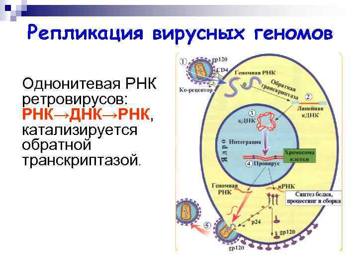 Репликация вирусных геномов Однонитевая РНК ретровирусов: РНК→ДНК→РНК, катализируется обратной транскриптазой. 